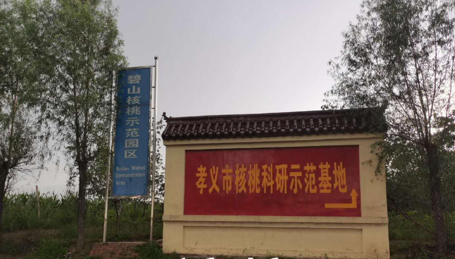 孝義農(nóng)產(chǎn)品大市場(chǎng)丨力爭(zhēng)讓孝義核桃插上翅膀，飛向全國(guó)！